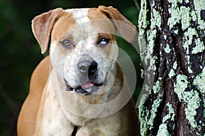 American Bulldog mixed breed with blue fleck eye