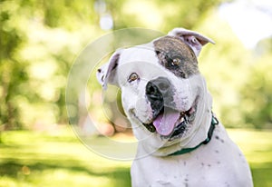 An American Bulldog mixed breed dog with a head tilt