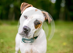 An American Bulldog mixed breed dog listening with a head tilt