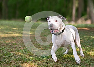An American Bulldog mixed breed dog playing with a ball