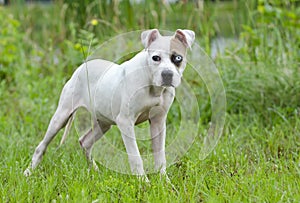 American Bulldog mixed breed puppy with blue eye