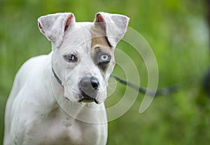 American Bulldog mixed breed puppy dog with one blue eye