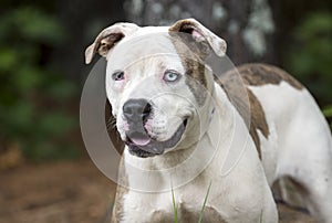 American Bulldog Pitbull mix dog with one blue eye