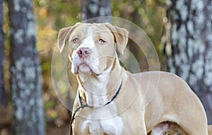 American Bulldog Pitbull mixed breed dog