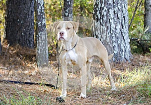 American Bulldog Pitbull mixed breed dog