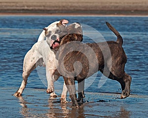 American Bulldog play fighting with a Old English