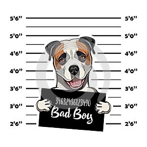 American Bulldog prisoner. Arrest photo. Police placard, Police mugshot, lineup. Police department banner. Dog criminal. Vector.