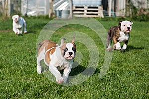 American Bulldog puppies is running and playing