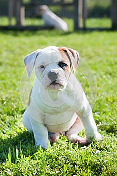 American Bulldog puppy on nature