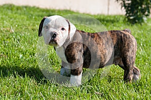 American Bulldog puppy on nature