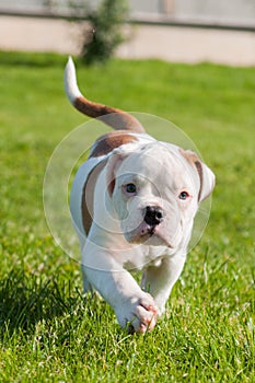 American Bulldog puppy on nature