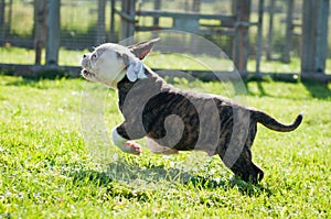 American Bulldog puppy on nature