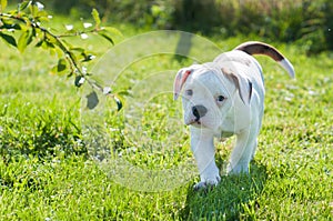 American Bulldog puppy on nature