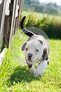 American Bulldog puppy on nature