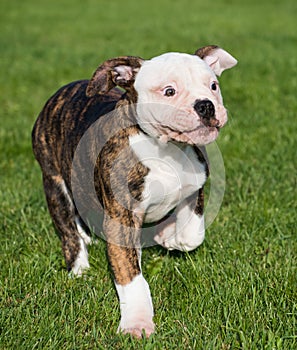 American Bulldog puppy on nature