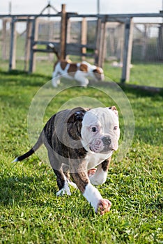 American Bulldog puppy on nature