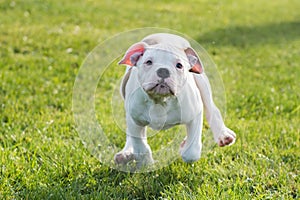 American Bulldog puppy on nature