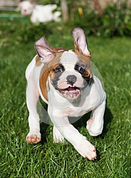 American Bulldog puppy on nature