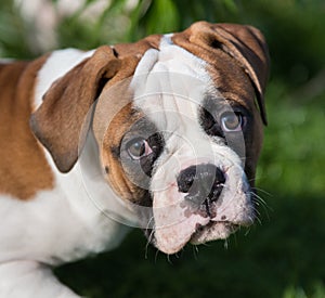 American Bulldog puppy on nature