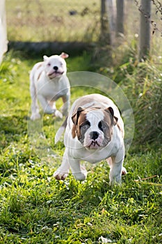 American Bulldog puppy on nature