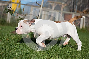 American Bulldog puppy on nature