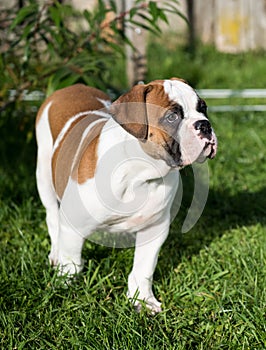 American Bulldog puppy on nature