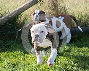 American Bulldog puppy on nature