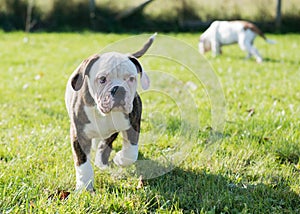 American Bulldog puppy on nature