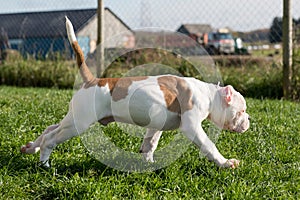 American Bulldog puppy on nature