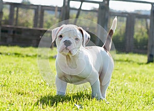 American Bulldog puppy on nature in the yard