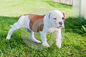 American Bulldog puppy on nature in the yard