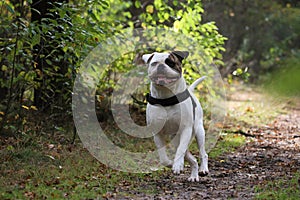 American bulldog running