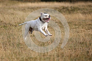 American bulldog running