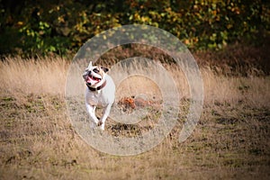 American bulldog running