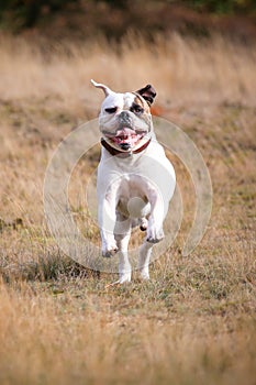American bulldog running