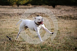 American bulldog running on grass