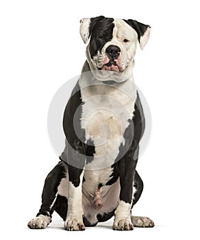 American Bulldog sitting against white background