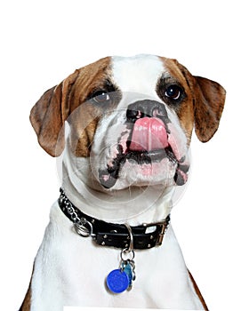 American Bulldog tongue