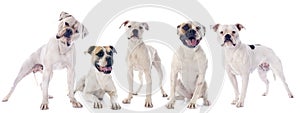 American bulldogs