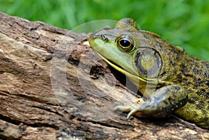 American Bullfrog