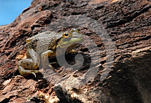 American bullfrog