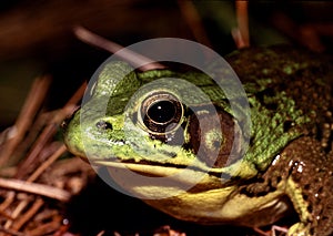 American Bullfrog