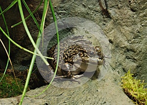 American Bullfrog
