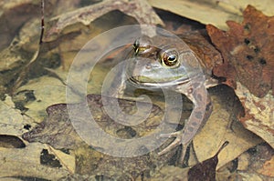 American bullfrog