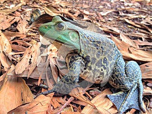 American bullfrog