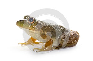 American Bullfrog