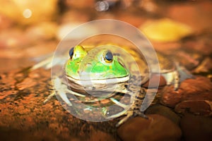 American bullfrog