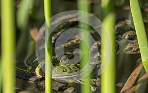 American Bullfrog adult male ambush hunting.