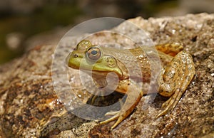 American Bullfrog