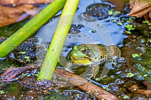 American bullfrog.Beaver Marsh.Cuyahoga Valley National Park.Ohio.USA